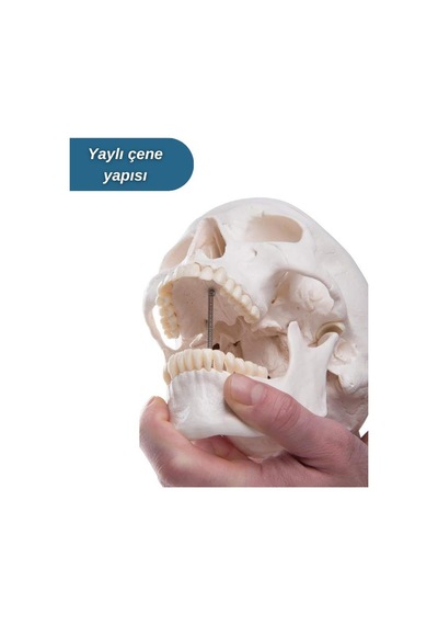 Temel 3 Parçalı Anatomik Kafatası Modeli, Çıkarılabilir Kafatası Kapağı Ve Hareketli Çene Maket