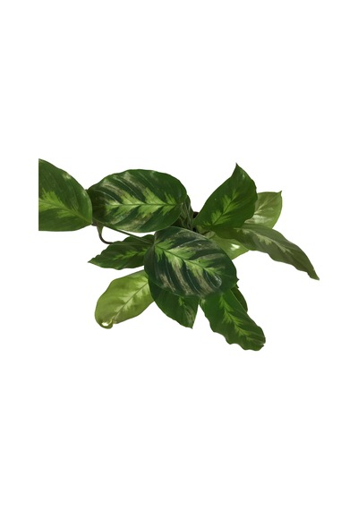 Calathea Misto (Dua Çiçeği) Ø12 CM Y25-30 CM