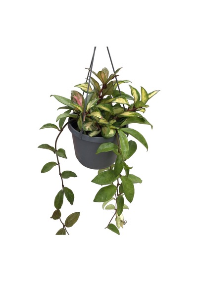 Hoya Carnosa 'Krimson Princess' (Mum Çiçeği) Ø17 CM Y40-45 CM