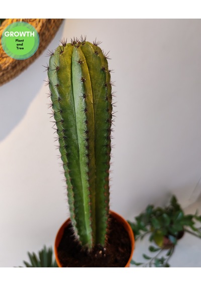 Polaskia Chiphice Columnar Kaktüs 1 Adet