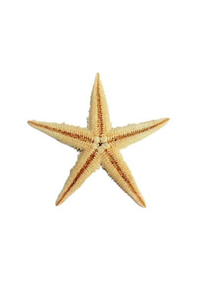 Tahtakaletoptanci Natural Deniz Yıldızı 6 Cm - 9 Cm