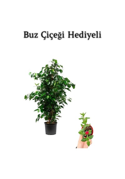 Hediyelik Yeşil Renk Benjamin Bitkisi Sevgililer Gününe Özel Buz Çiçeği