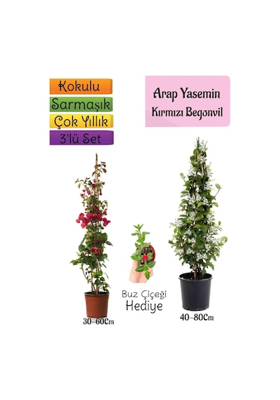 Mis Kokulu Arap Yasemini+kırmzı Begonvil+buz Çiçeği 3'lü Bahçe Seti