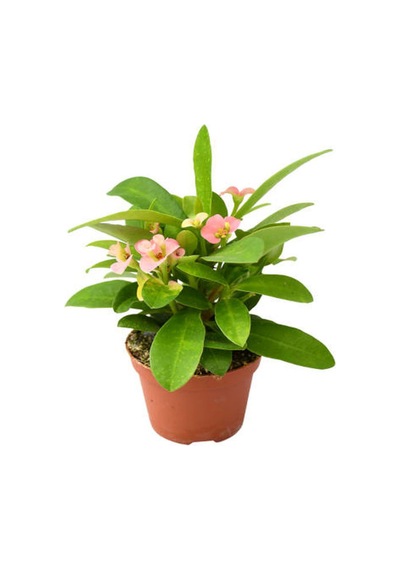 İthal Dolgun Formlu Pembe Renkli Milli Dikenler Tacı Çiçeği 20-40 Cm Euphorbia Milii