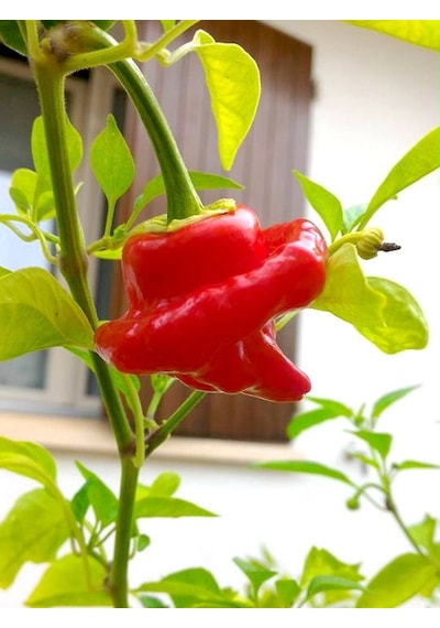 Jamaican Hot Red Pepper / 300.000 Scoville - Gerçek Taze Acı Biber