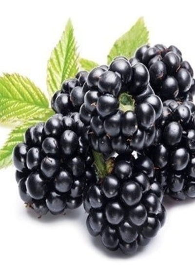 3 Yaş Jumbo Böğürtlen Fidanı
