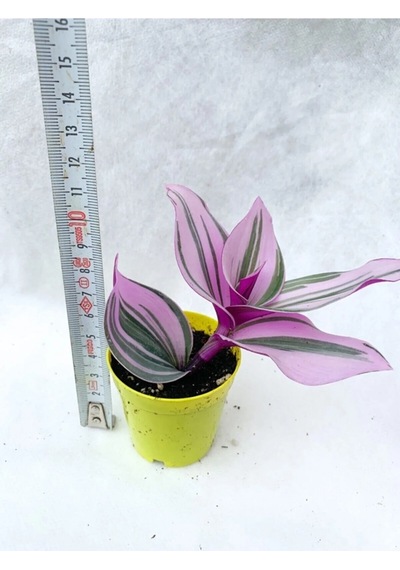 Serada Decor&plant Pembe Telgraf Çiçeği Tradescantia Nanouk 5.5 Cm Saksı