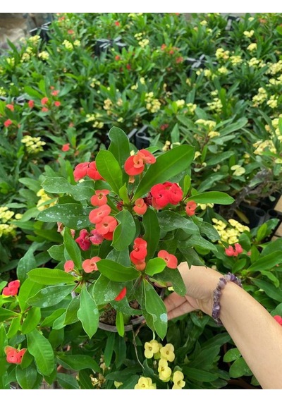 Kırmızı Renk Milli Dikenler Tacı Çiçeği 1 Adet Saksılı Euphorbia Milii