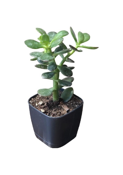 Ovata Para Ağacı Çiçeği 10-20 Cm