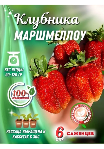 Marshmallow Çilek Fidesi 6 Ad