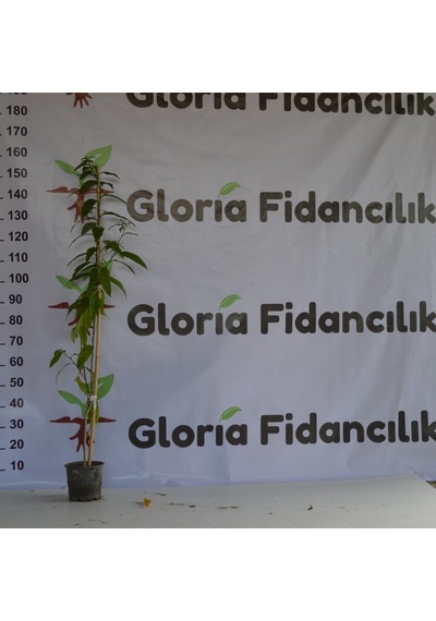 2 YAŞ SAKSIDA MELİSA KOLONYA ÇİÇEĞİ 110-150CM