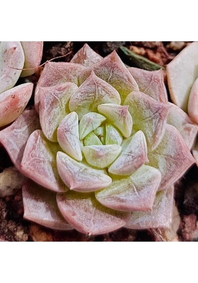 10 Adet Echeveria Shadow Succulent Tohumu