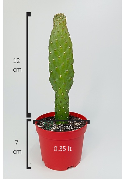 Consolea Rubescens İnce Uzun Kaktüs Özel Tür Yassı Sütun 8.5 Cm K