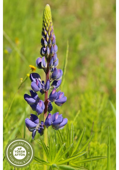 Yörem Afyon Meşhur Balıkesir Yöresinden Acı Bakla, Termiye, Yahudi Baklası Lupinus 450gr.