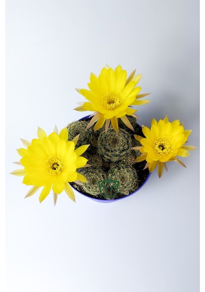Lobivia Arachnacantha Bol Yavrulu Çiçek Açan Kaktüs 8.5 Cm Saksıda