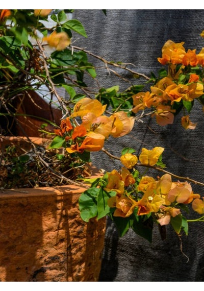 Turuncu Begonvi Gelin Tacı Çiçeği Fidanı 30 60 Cm 1 Adet Saksılı Bougainvillea