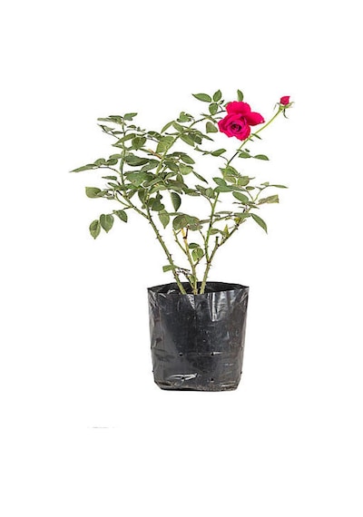 Koyu Kırmızı 1 Adet Çıtır Minyatür Gül Fidanı 30-55cm Tüplü\saksılı Miniature Rose