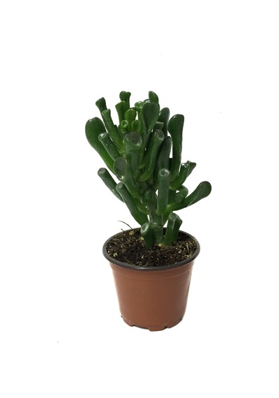 Crassula Ovata 'Golum' (Sukulent) Ø8,5 CM Y10-15 CM