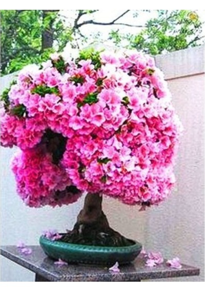 Ithal Nadir Bodur Erguvan Bonzai Ağacı Tohumu 50 Tohum Bonsai Tohumu