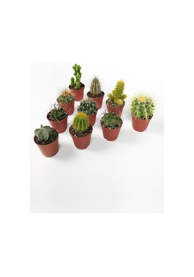 10 Lu Kaktüs Set - Özel Türler - 5.5 Cm Saksıda