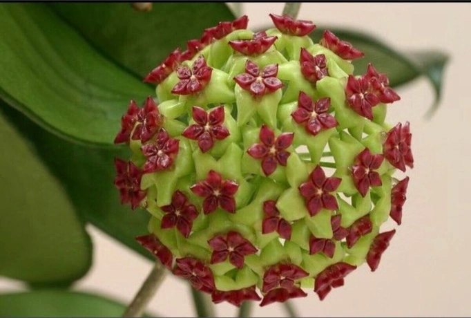 Bordo Yeşil Renkli Mum Çiçeği Fidanı 10-20 Cm