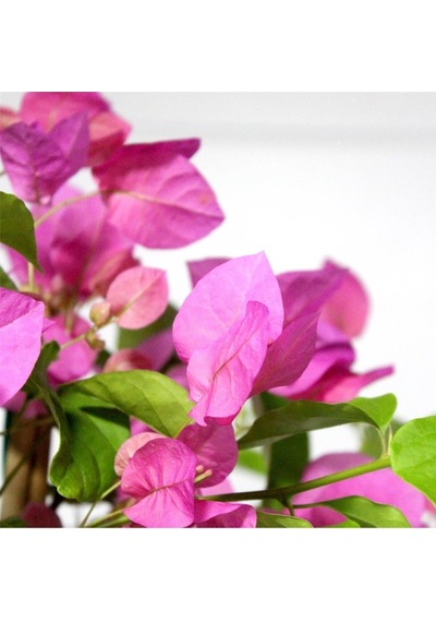 1 Adet Pembe Renk Begonvil Çiçeği Fidanı 80-100 Cm Saksılı/tüplü Çiçekli Bodur Bitkiler Pink Bougainvillea