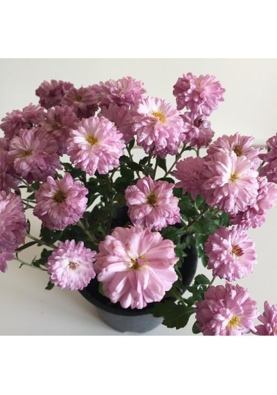 Kasımpatı Çiçeği Fidesi Pembe 10-20 Cm