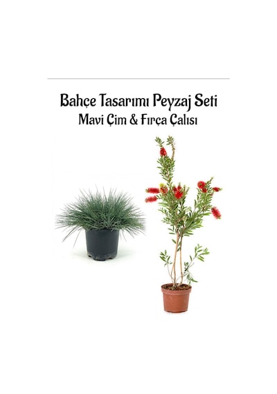 Mavi Çim 1 Adet Saksılı 10-20cm +fırça Çalısı 30-60cm 1 Adet Bahçe Seti