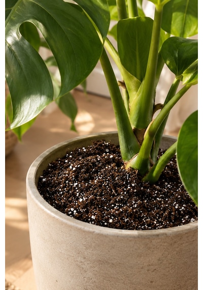 Premium Saksı Toprağı Karışımı --- Saksına Göre, İhtiyacın Kadar --- Jiffy Sphagnum Torf + Perlit + Cocopeat --- Steril, Böcek Yapmaz 8 L