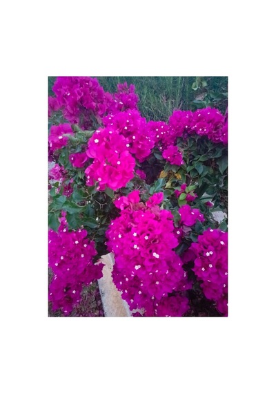 Bodur Begonvil Bougainvillea Ev - Balkon Begonvil 10-20 Cm