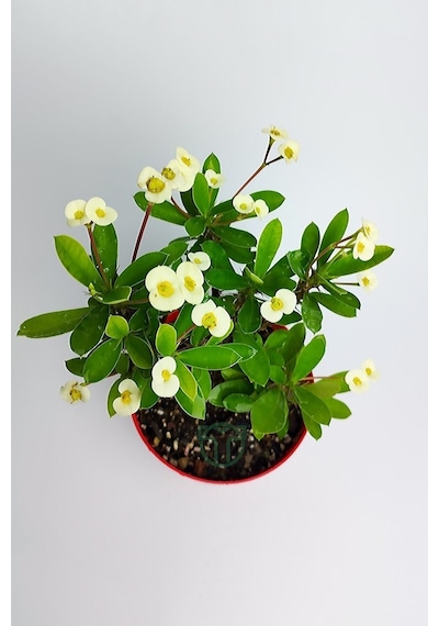 Videolu Sarı Milli Dikenler Tacı Büyük Boy 40 60 Cm Saksılı Kaktüs Euphorbia