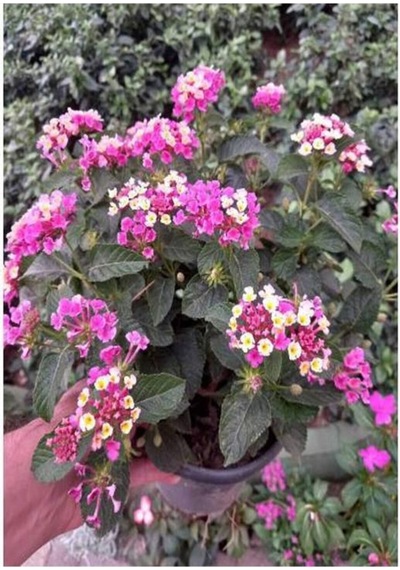 Videolu 2 Adet Karışık Renk Mine Çiçeği Mini Saksıda 10-15 Cm Tüplü Çiçekli Bodur Verbena