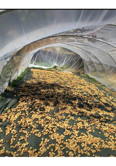 Zeytin Toplama Filesi - 4X8 M Yeşil