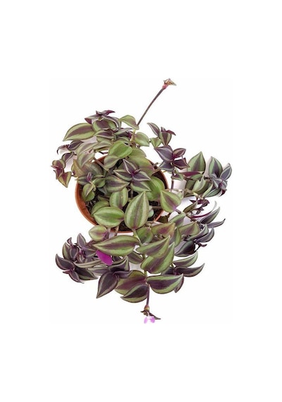 Tradescantia Alacalı Yeşil Telgraf Çiçeği 1 Adet Saksılı 20-40cm