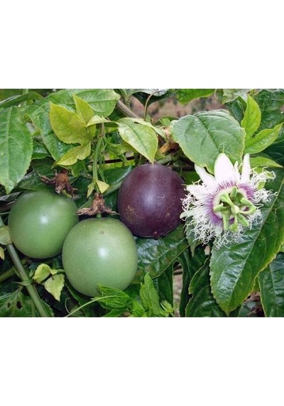 TÜPLÜ MOR PASSİFLORA FİDANI YAŞ 2 BOY 130-150