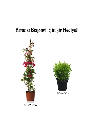 Kırmızı Renk Begonvil Sarmaşığı 50-70cm Çalı Şimşiri Dış Mekan Bitkileri