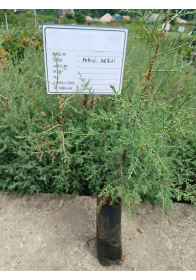 Tüplü Mavi Servi Fidanı Cupressus Arizonica - Herdem Yeşil Canlı Çam Ağacı Fidanı 80-100 Cm
