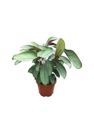 Ctenanthe Setosa 'silver Star' Dua Çiçeği