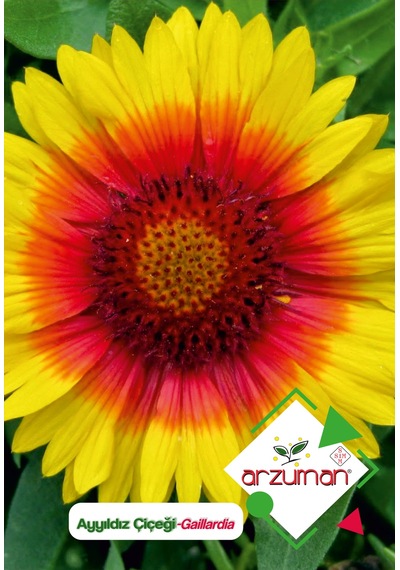 Arzuman Ay Yıldız Gaillardia Çiçek Tohumu 50 Adet