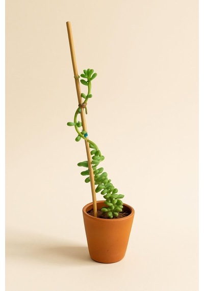 Depolife Bitki Fidan Saksı Destek Kazığı 10 Adet 30cm Bambu Destek Çubuğu Seti