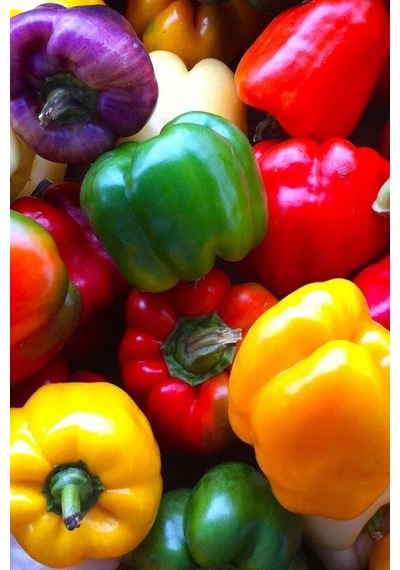 Renkli California Biberi Tohumu /eko Paket 50 + Adet