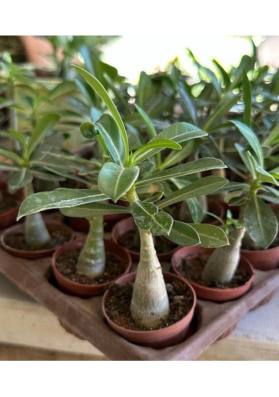 10 Adet 5.5 Luk Saksıda Adenium Çöl Gülü Çiçeği Fidanı Pakedi Mix Karışık 1