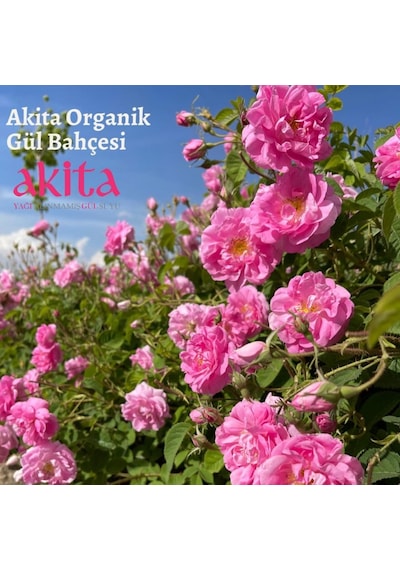 Akita Doğal Yağı Alınmamış Gül Suyu Cam Şişe 3 x 200 ML