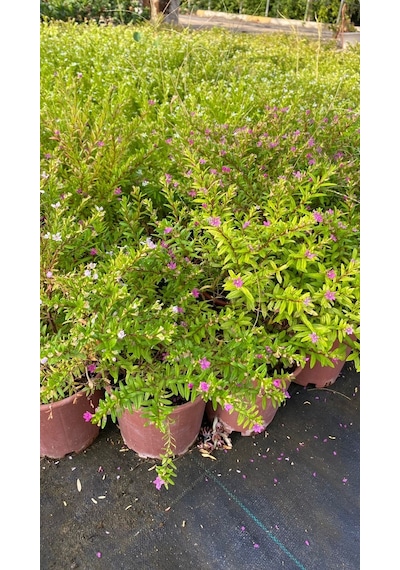 Serada Decor Plant Kufeya Cennet Çiçeği Mor - Cuphea Hyssopifolia 20-30cm İç Mekan Bitkileri