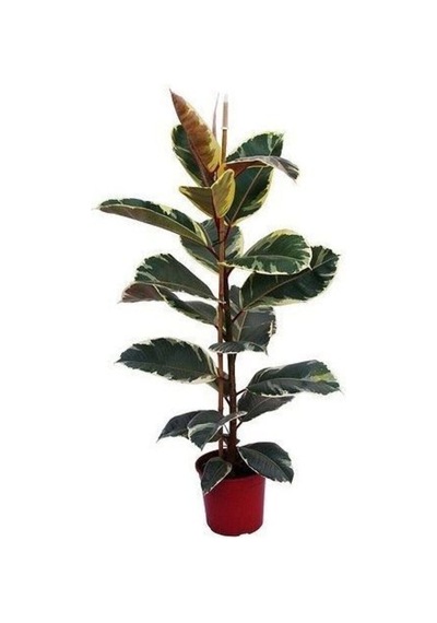 Videolu 1 Adet Alacalı Kauçuk Çiçeği Fidanı 70-100cm Tüplü Çiçekli Bodur Bitkiler Ficus Elastica