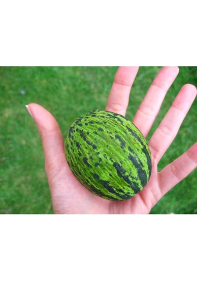 Kelek Tohumu Yemelik Turşuluk Kelek Tohumu 15 Adet Tohum