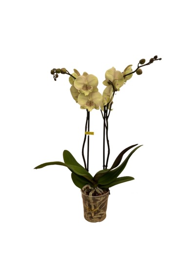 Phalaenopsis 'turner' Sarı Orkide Ø12 Cm H70-80 Cm