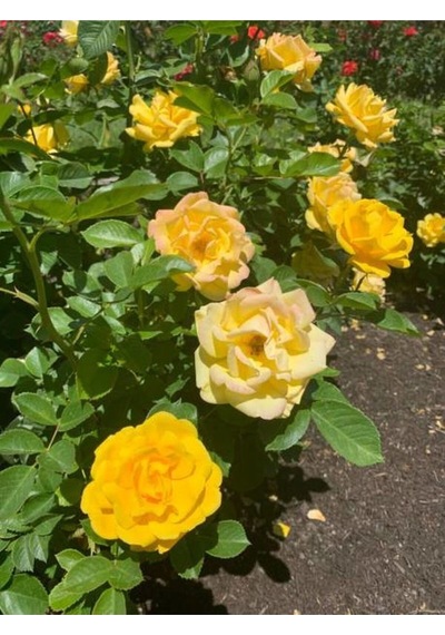 Yediveren Kokulu Sarı Gül Fidanı 5 Adet Saksılı/tüplü 30-65 Cm Yellow Rose