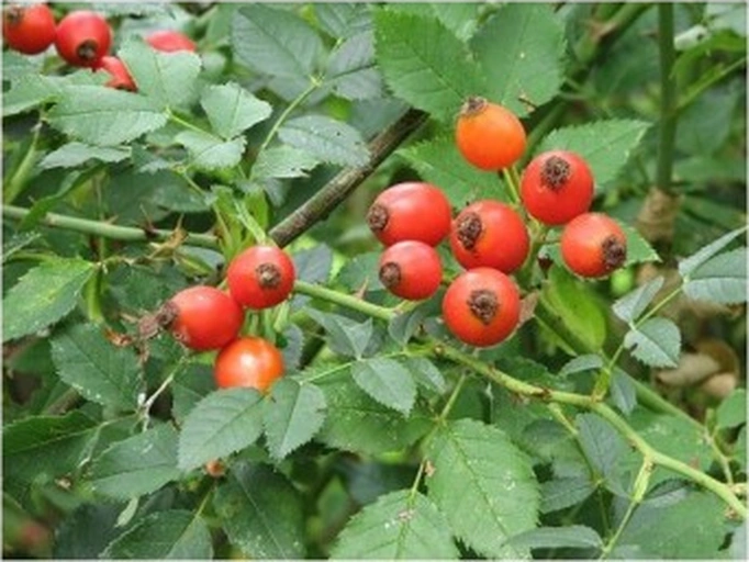 Kuşburnu Fidanı 10-20 Cm