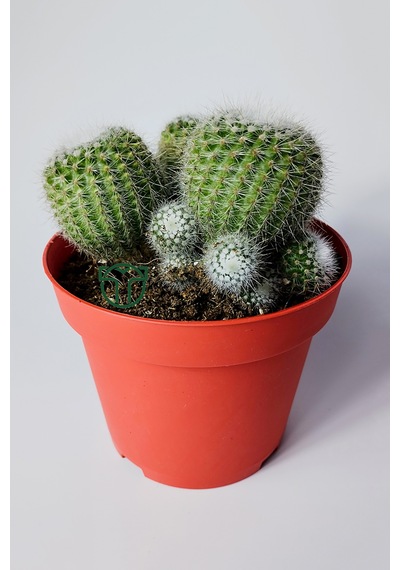 Notocactus Scopa Albispinus 3 Lü Kaktüs 12 Cm Saksıda